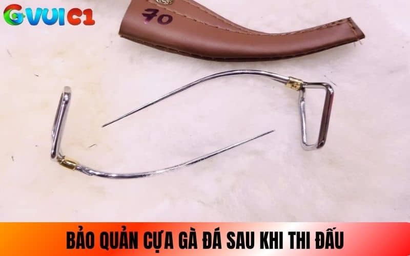 Bảo quản cựa gà sau khi gà thi đấu xong Bảo quản cựa gà sau khi gà thi đấu xong