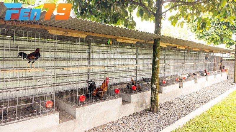 Bố trí và thiết kế chuồng trại một cách hợp lý