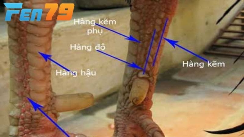 Các cách nhận biết vảy gà quý dựa vào hình dáng