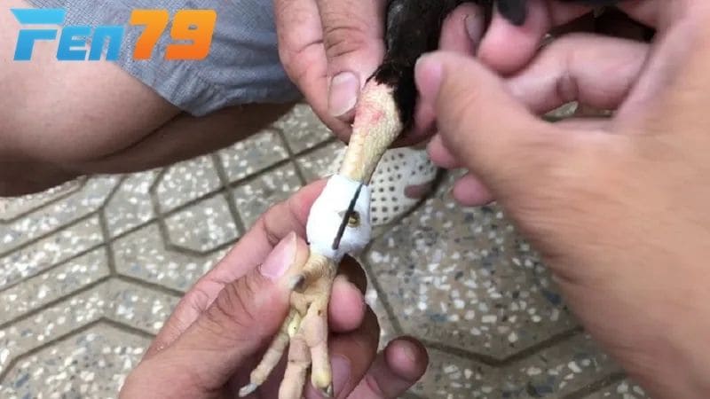 Cách bằng cựa gà đá đúng kỹ thuật có thể ảnh hưởng đến thành bại