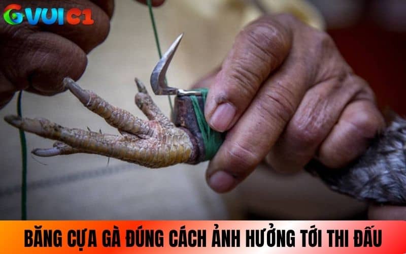 Cách băng cựa gà đúng kỹ thuật có thể ảnh hưởng đến thành bại Cách băng cựa gà đúng kỹ thuật có thể ảnh hưởng đến thành bại