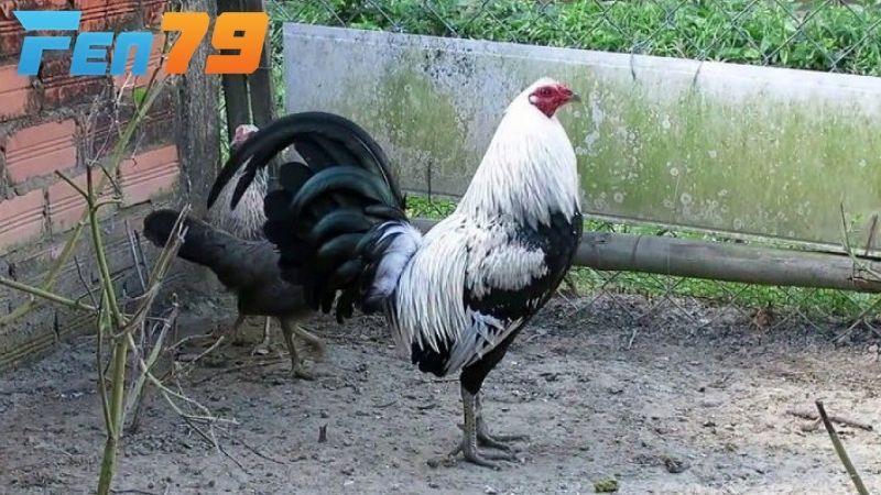 Cách gây giống gà đá chất lượng nhất