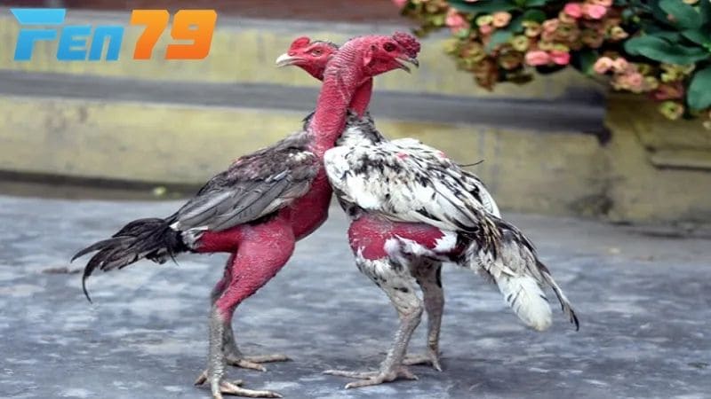 Cách vần gà chọi đúng cách sẽ giúp gà tăng thể lực cơ bắp