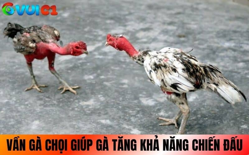 Cách vần gà chọi đúng sẽ giúp gà tăng thể lực cơ bắp