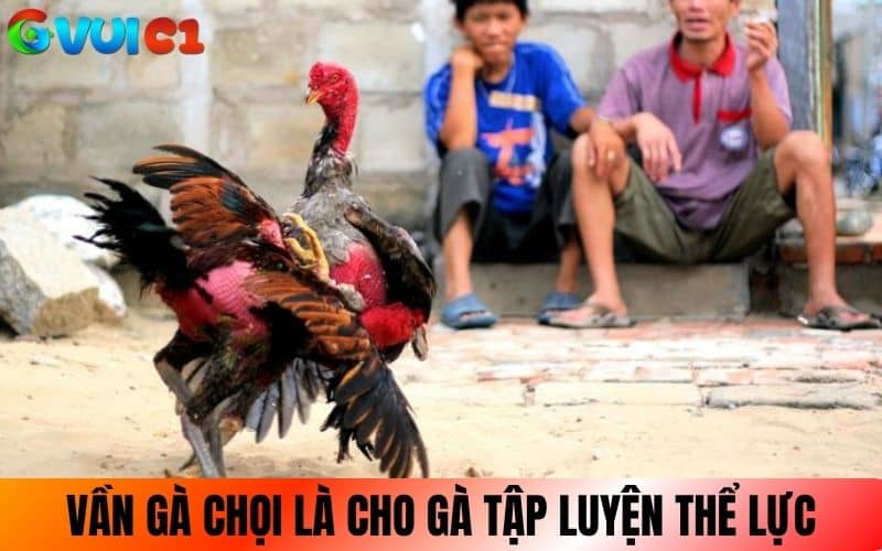Cách vần gà chọi là cho gà luyện tập các bài tăng thể lực