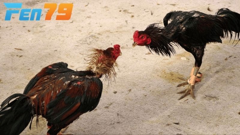 Cách vần gà chọi là hình thức cho gà luyện tập các bài tăng thể lực