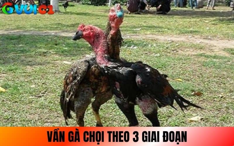 Cách vần gà chọi theo 3 giai đoạn chuẩn nhất