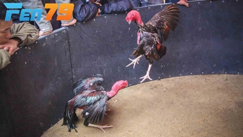 Cách vần gà chọi theo 3 giai đoạn chuẩn xác nhất