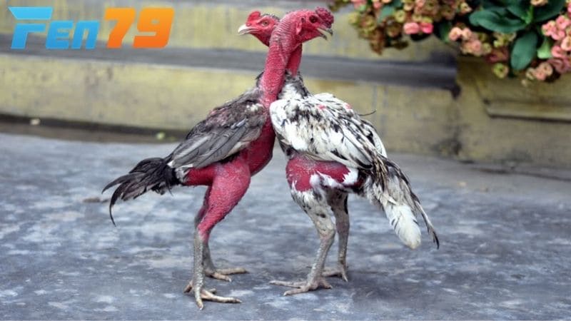 Cách xổ gà chọi đúng cách sẽ giúp bạn phát triển khả năng thi đấu