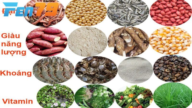 Chế độ dinh dưỡng đầy đủ dành cho gà có vảy vấn cán