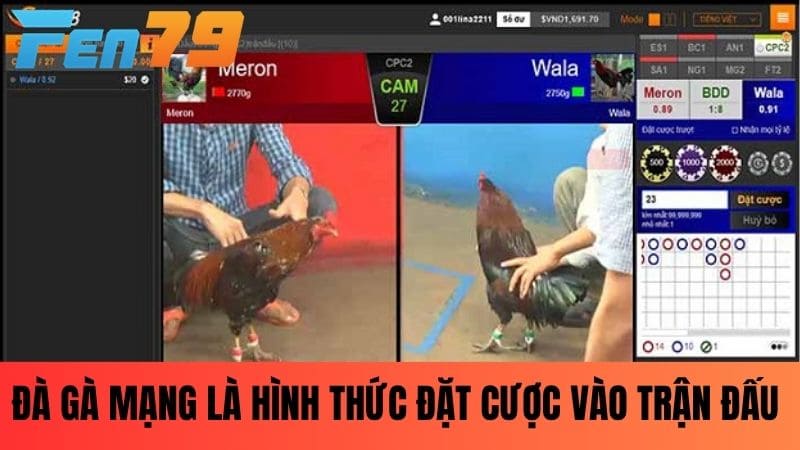 Đá gà mạng là hình thức cược trận đá gà trực tiếp