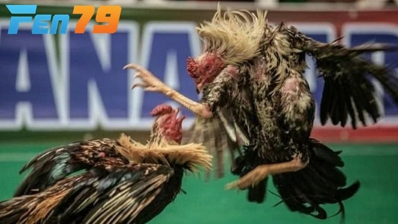 Gà cựa Nhật Nguyệt đá hay không còn tùy vào việc huấn luyện chiến kê