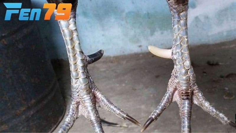 Gà cựa Nhật Nguyệt là giống gà có một bên cựa đen và một bên cựa trắng