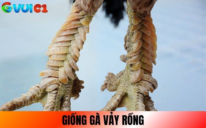 Gà Vảy Rồng là giống gà có lớp vảy xếp chồng Gà Vảy Rồng là giống gà có lớp vảy xếp chồng