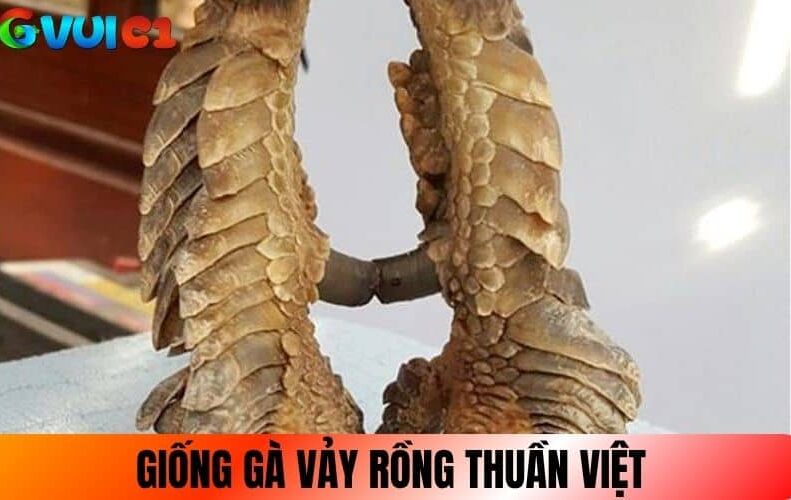 Giống gà Vảy Rồng thuần Việt Giống gà Vảy Rồng thuần Việt