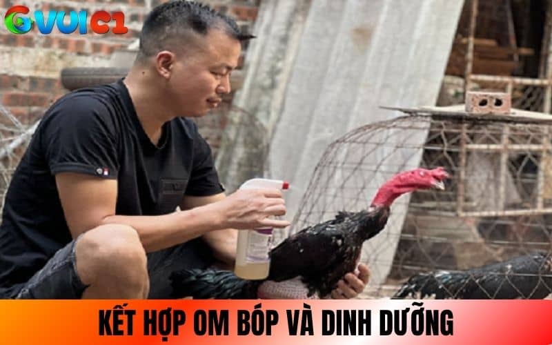 Kết hợp om bóp và dinh dưỡng khi vần gà chọi