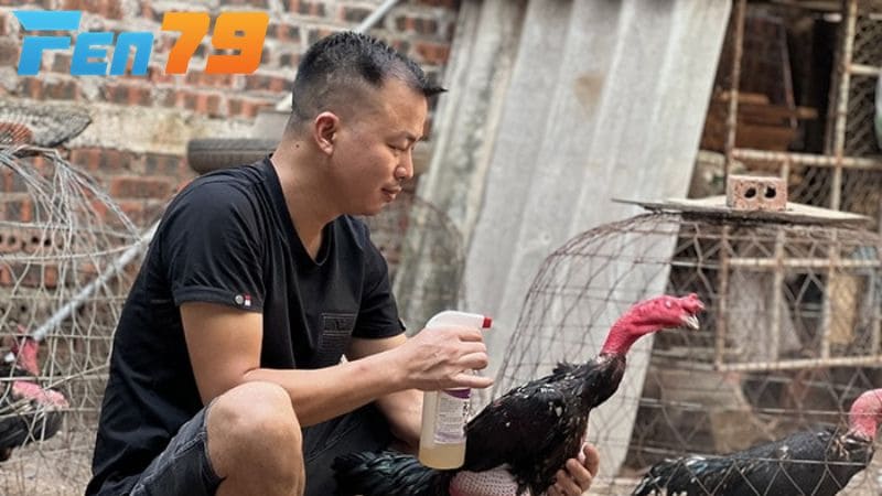 Kết hợp om bóp với dinh dưỡng khi vần gà chọi