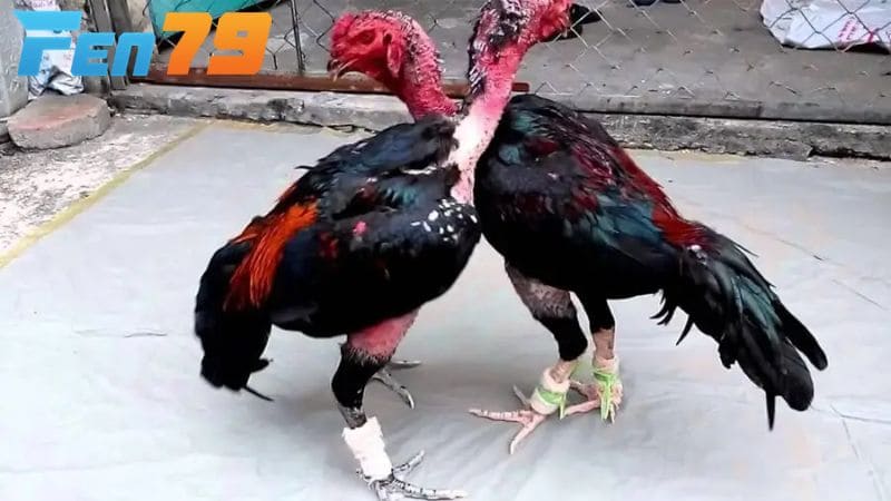 Không nên xổ gà chọi trước khi đi thi đấu khoảng 4 đến 5 ngày