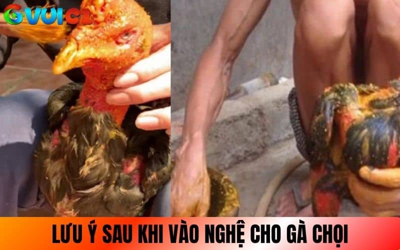 Lưu ý sau khi vào nghệ cho gà chọi Lưu ý sau khi vào nghệ cho gà chọi