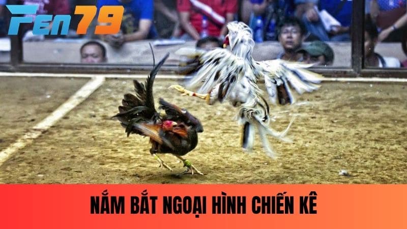 Nắm bắt ngoại hình chiến kê để phân tích được trận đấu