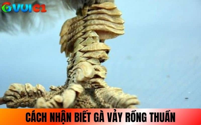 Nhận biết giống gà Vảy Rồng thuần Nhận biết giống gà Vảy Rồng thuần
