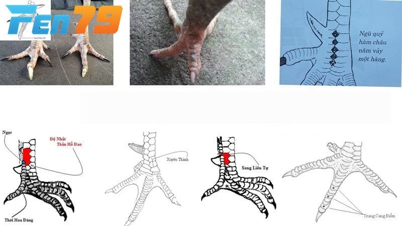 Những điều cần lưu ý khi sở hữu gà có vảy quý hiếm