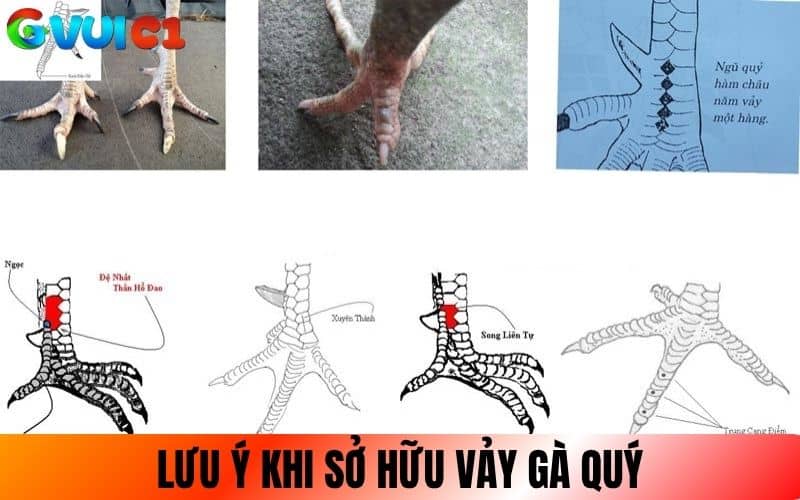 Những điều lưu ý khi sở hữu gà có vảy quý hiếm Những điều lưu ý khi sở hữu gà có vảy quý hiếm