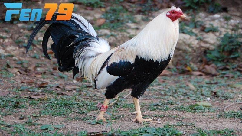 Những giống gà đá nên lựa chọn Những giống gà đá nên lựa chọn