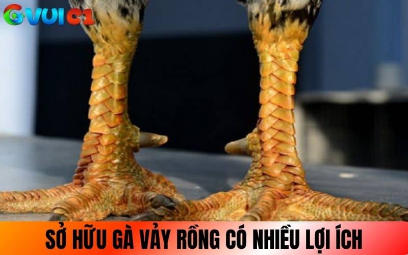 Sở hữu gà Vảy Rồng có nhiều lợi ích từ giá trị đến phong thủy Sở hữu gà Vảy Rồng có nhiều lợi ích từ giá trị đến phong thủy