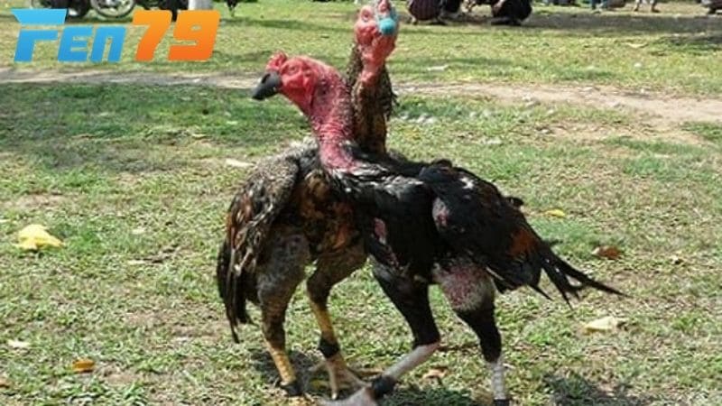 Thời điểm để xổ gà chọi đúng cách là từ 8 đến 10 tháng tuổi trở lên