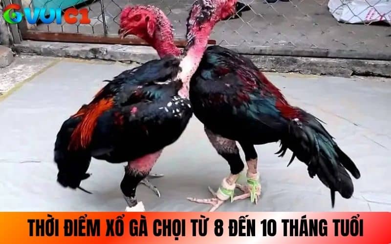 Thời điểm để xổ gà chọi là từ 8 đến 10 tháng tuổi trở lên Thời điểm để xổ gà chọi là từ 8 đến 10 tháng tuổi trở lên