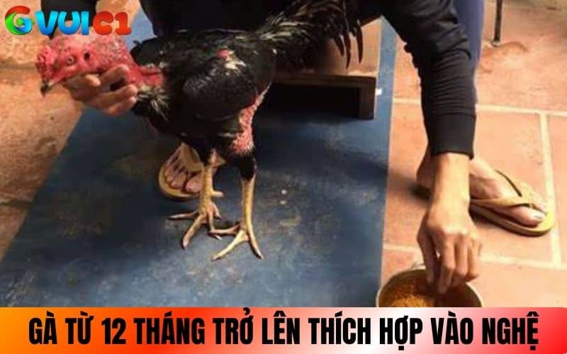 Thời điểm từ 12 tháng tuổi trở lên thích hợp vào nghệ Thời điểm từ 12 tháng tuổi trở lên thích hợp vào nghệ