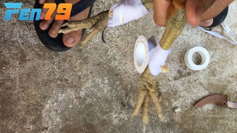 Thực hiện các bước băng cựa gà đá đúng cách