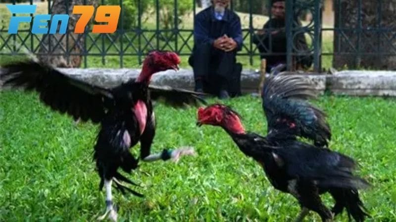 Thực hiện các bước xổ gà chọi đúng cách nhất