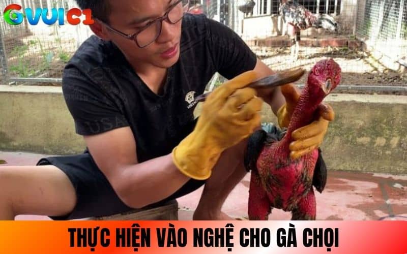 Thực hiện vào nghệ cho gà chọi từ đầu xuống thân Thực hiện vào nghệ cho gà chọi từ đầu xuống thân