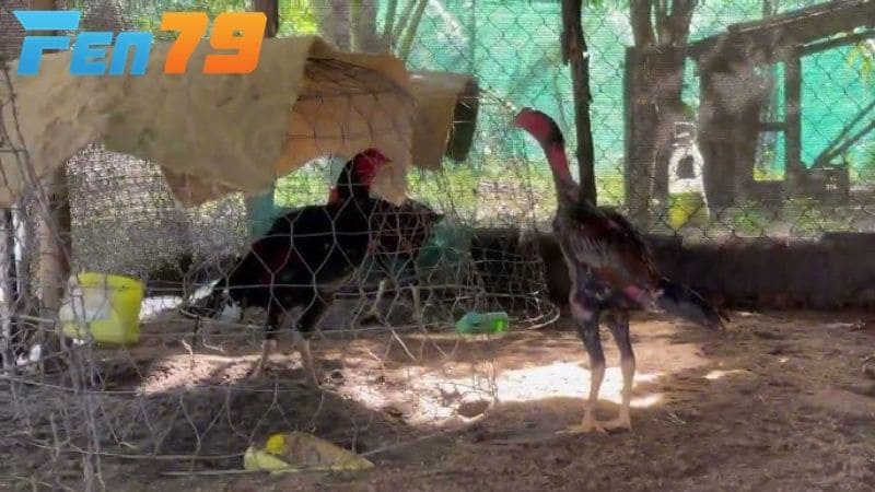 Vần gà chọi với các bài tập thể lực cơ bản