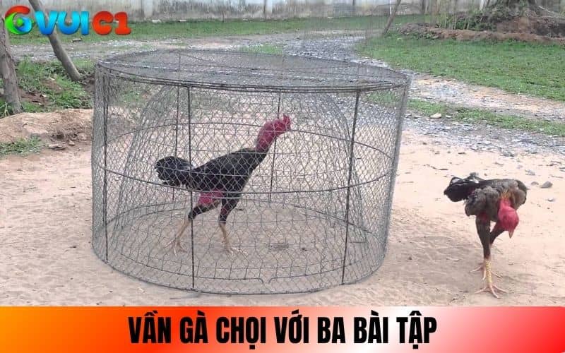 Vần gà chọi với các bài tập thể lực