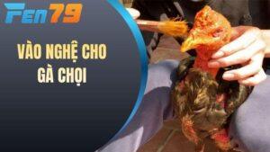 Vào Nghệ Cho Gà Chọi