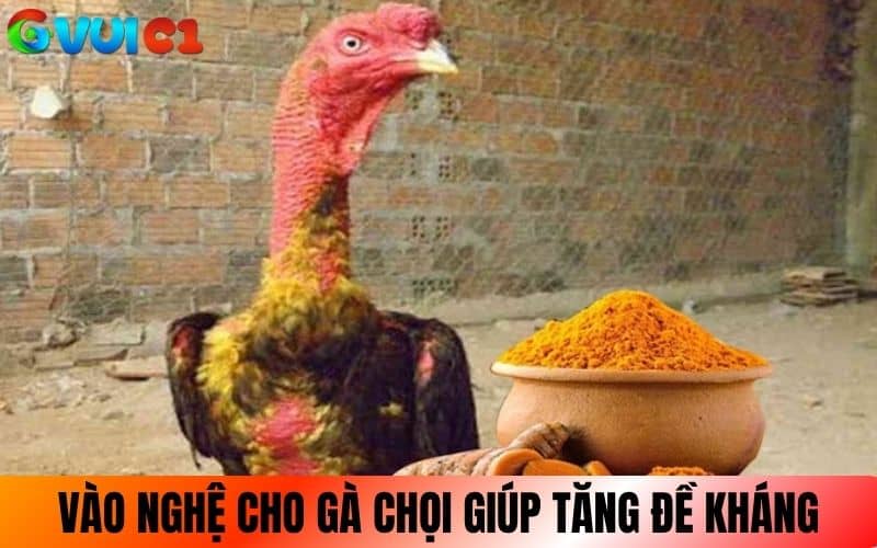 Vào nghệ cho gà chọi giúp tăng đề khác cho gà Vào nghệ cho gà chọi giúp tăng đề khác cho gà