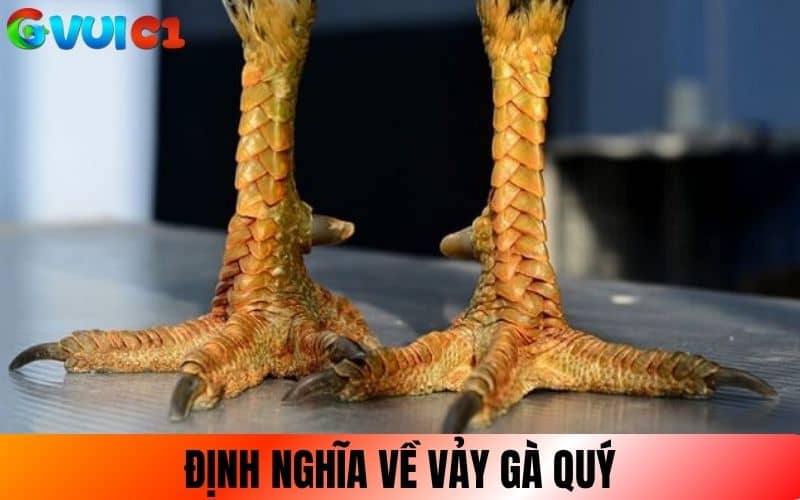 Vảy gà quý là những loại vảy có hình dáng và vị trí đặc biệt Vảy gà quý là những loại vảy có hình dáng và vị trí đặc biệt
