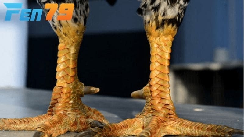 Vảy gà quý là những loại vảy có hình dáng và vị trí vô cùng đặc biệt