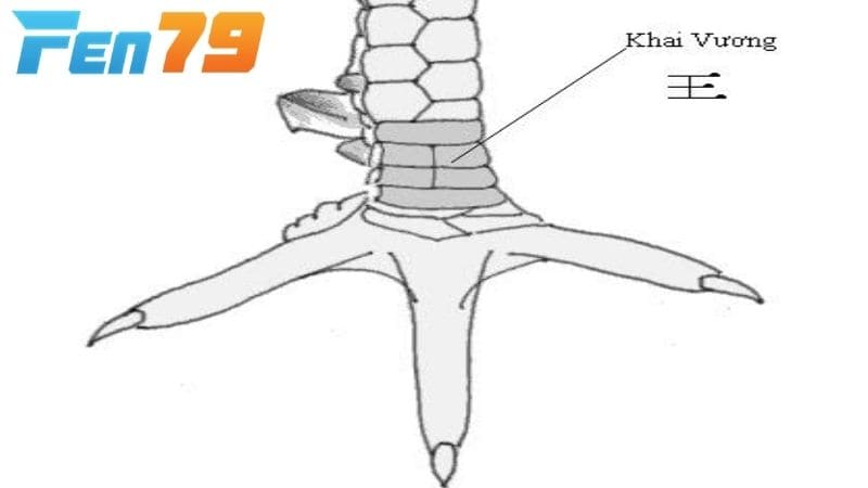 Vảy Khai Vương có cấu trúc vảy chạy liền mạch