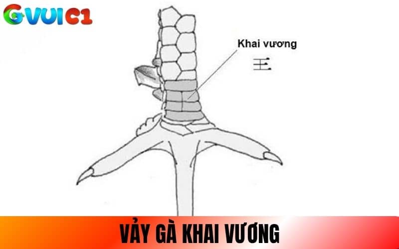 Vảy Khai Vương có cấu trúc vảy liền mạch Vảy Khai Vương có cấu trúc vảy liền mạch