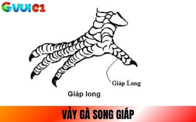 Vảy Song Giáp gồm 2 vảy nhỏ đứng cạnh nhau Vảy Song Giáp gồm 2 vảy nhỏ đứng cạnh nhau