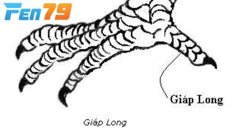 Vảy Song Giáp là gồm 2 vảy nhỏ đứng cạnh nhau