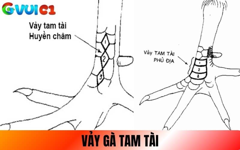 Vảy Tam Tài gồm 3 vảy liền mạch nhau chạy dọc Vảy Tam Tài gồm 3 vảy liền mạch nhau chạy dọc