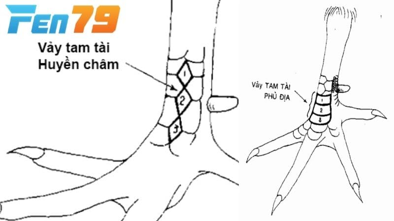 Vảy Tam Tài gồm 3 vảy liền mạch nhau cùng chạy dọc