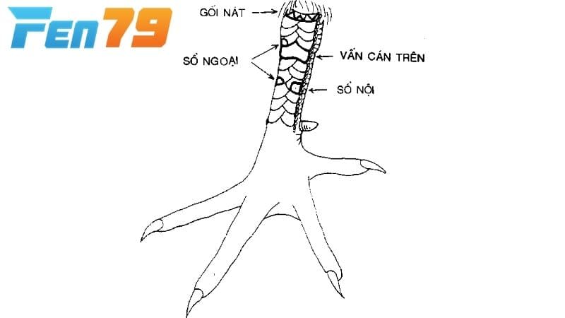 Vảy vấn cán sẽ xuất hiện ở hàng nội và hàng ngoại