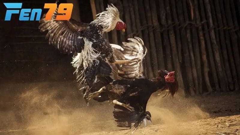 Việc biết xem màu mạng gà đá sẽ có ưu thế hơn