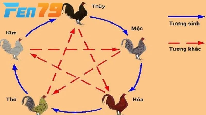 Xem màu mạng gà đá theo Ngũ Hành Phong Thủy